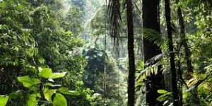 biodiversity and natural